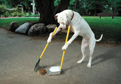 Poopy Dog